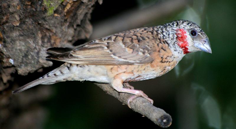 frieda 082.jpg - Bandkeelvinkmannetjie loer...